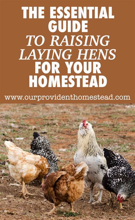 the essential guide to raising laying hens for your homestead laying