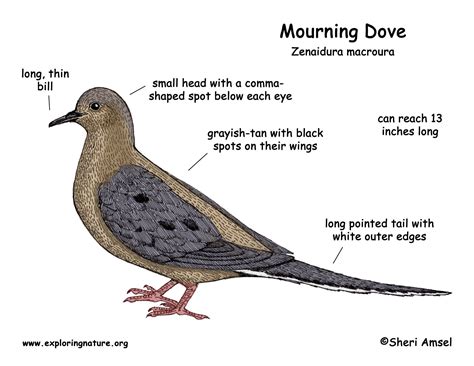 mourning dove color diagram dove drawing pastel drawing  animals   birds mourning dove