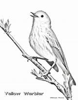 Warbler Yellow Coloring Pages sketch template