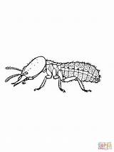 Termite Coloring Subterranean Eastern Termites Pages Online Color Coloringbay sketch template