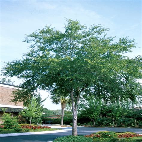Ulmus Crassifolia Cedar Elm Siteone