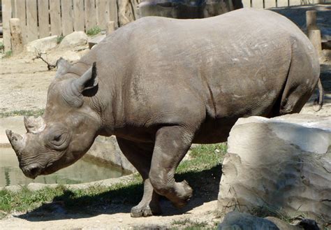 rhinoceros picture