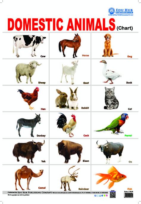 top  pet animals chart printable lestwinsonlinecom