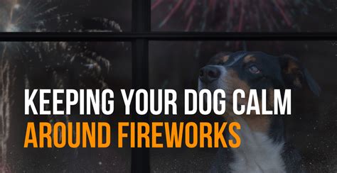 guy fawkes day     dog calm  fireworks fenrir