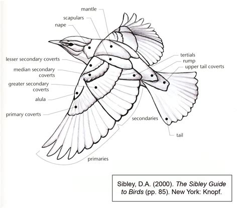 bird wing diagram arte de aves dibujos de aves dibujo de animales