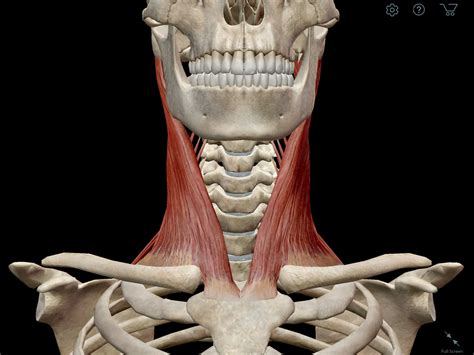 learn muscle anatomy scalene muscles   neck anatomy