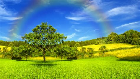 bilder natur sommer regenbogen himmel gras baeume