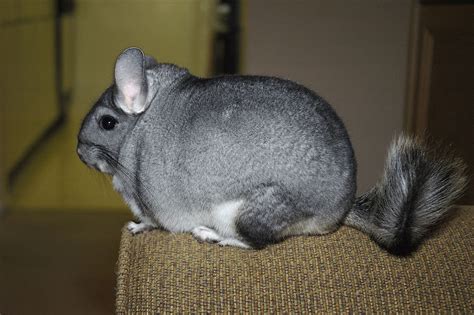 long tailed chinchilla wikipedia