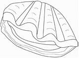 Moluscos Clam Crustaceos Coquillage Concha Crustaceo Ahiva Limpet Caballitos Coloriages sketch template