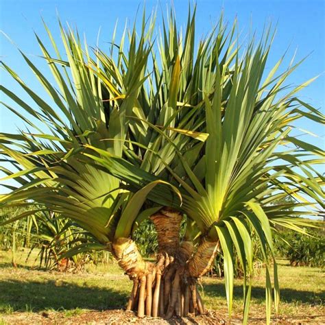 muda de pandano ou pandanus safari garden