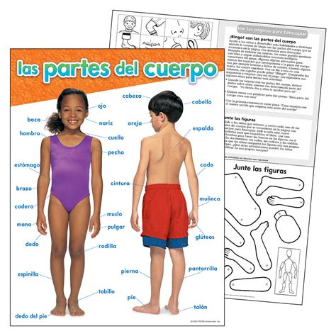 spanish parts   body chart school house gb
