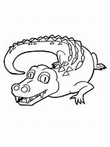 Coloring Pages Alligator sketch template