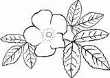 Coloring Pages Flower Printable Kids Drawing Outline sketch template