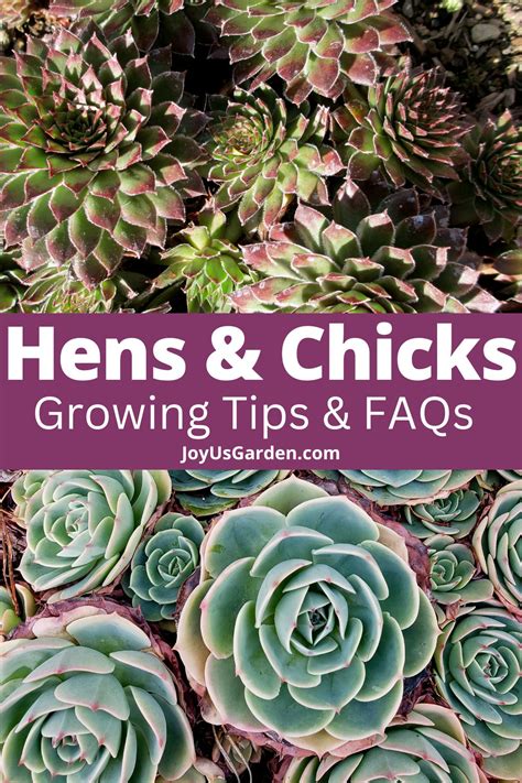 hens  chicks  succulent    giving