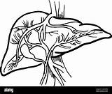 Liver Drawing Organ Outline Cirrhosis Human Alamy Stock Contour Medical Vector sketch template