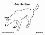 Dingo Coloring sketch template