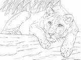Lioness Leonessa Disegno Ausmalbild Malvorlage Pferd Liegendes Cartoons sketch template