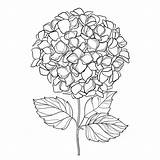 Hortensia Hydrangea Ornate Contour Witte Overladen Bloem Zwarte Bundelt Bladeren Vectortekening Groupe Fleuries Isolement Feuilles Ensemble Malen Ornamental Fon Tekening sketch template