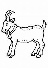 Goat Printable Coloring Pages Templates Goats Choose Board Kids Animal sketch template