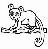 Lemur Coloring Pages Aye Tailed Ring African Eared Hairy Drawing Julien King Getcolorings Color Printable Clipartmag Colorluna sketch template