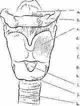 Larynx Label Trachea Cord Spinal Cartilage Epiglottis Color Hyoid Bone Cricoid Structures Lungs Vocal Nursing Rr School Thyroid sketch template
