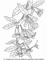 Vines Trumpet Dover Botany Wisteria Doverpublications Honeysuckle Bunco Plants Bordar Desene Imprimat Publications Pirograbado Mandalas Picturi Patrones Zentangle sketch template