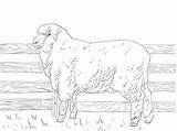 Merino Pecora Mouton Getcolorings Impressionnant Mérinos sketch template