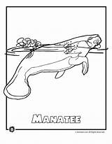 Coloring Pages Manatees Animals Popular Endangered sketch template