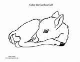 Calf Coloring Caribou Newborn Sponsors Wonderful Support Please sketch template