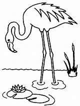 Coloring Pages Flamingo Birds Flamingos Color Recommended sketch template