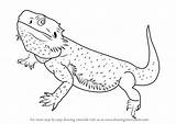 Bearded Dragon Draw Step Drawing Coloring Lizards Sketch Pages Line Drawingtutorials101 Tutorials Choose Board Animals Learn sketch template