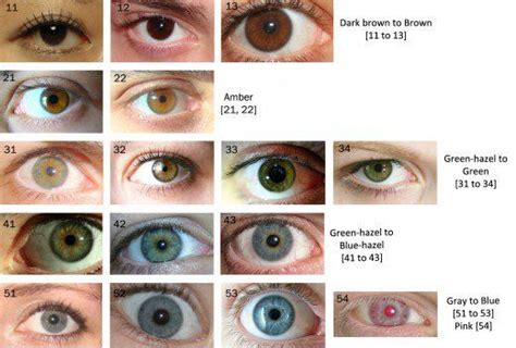 eye color chart eye color chart shades  brown eyes eye color
