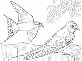 Coloring Swallow Barn Realistic Swallows Pages Bird Drawing Birds Printable Colouring Drawings Nature sketch template