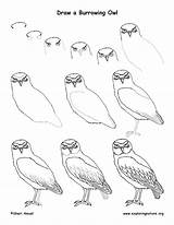 Owl Burrowing Drawing Coloring Draw Exploringnature Lesson Getcolorings Drawn Getdrawings sketch template