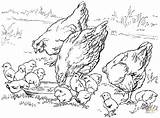 Coloring Pages Chickens Chicken Printable Baby Cliparts Chicks Color Adult Hens Adults Kids Mother Farm Cute Para Animals Book Animal sketch template