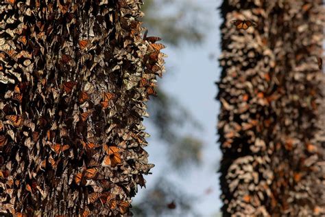 Dónde Están Tres De Los Mágicos Santuarios Para Admirar A Las Mariposas