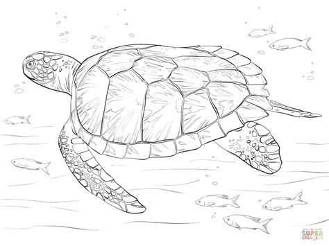 green sea turtle coloring page  printable coloring pages