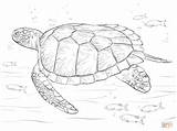 Turtle Sea Coloring Pages Green Turtles Outline Realistic Drawing Printable Leatherback Supercoloring Sketch Color Animal Baby Sheet Print Adult Kids sketch template
