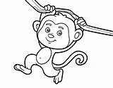 Monkey Hanging Coloring Branch Colorear Coloringcrew sketch template