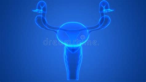Female Internal Organs Reproductive System Anatomy Stock