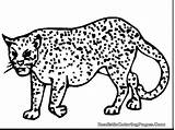 Cheetah Pages Mewarnai Hewan Face Ciri Buas Diwarnai sketch template