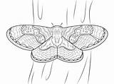 Moth Moths Mariposa Colorir Colorat Borboleta Cma Nuit Kolorowanki Fluturi Druku Seta Baco Imprimir Papillons Planse Borboletas Pintarcolorir Dzieci Supercoloring sketch template