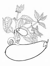 Coloring Eggplant Pages Pea sketch template