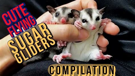 cute sugar gliders flying eating  playing compilation youtube