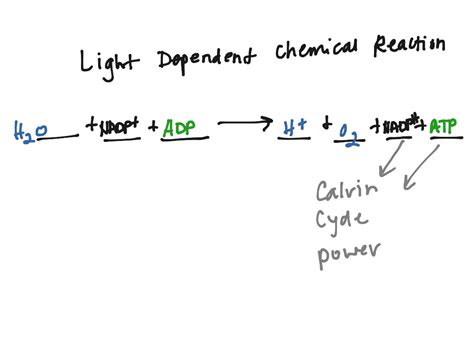image   light reaction equation elisfybl