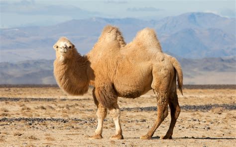 camel  dromedary    difference animal hype