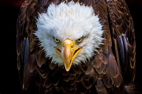 bald eagle attacks government drone  lake michigan