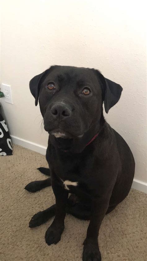 Shar Pei Lab Mix 2 Years Old