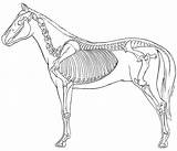 Horse Skeleton Drawing Getdrawings sketch template