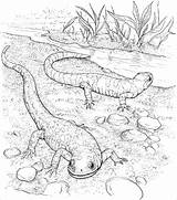 Coloring Lizard Pages Realistic Lizards Salamander Coloringbay sketch template